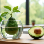 Avocadopit kweken in water : Stap voor stap
